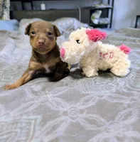 Gibbs, a male Rat Terrier for sale in Jerusalem, OH – 3 of 10