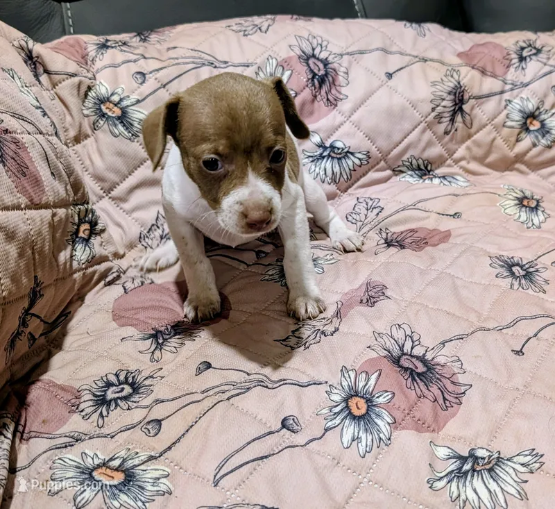 ZIVA – Rat Terrier puppy for sale in Jerusalem, OH