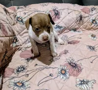 ZIVA, a female Rat Terrier for sale in Jerusalem, OH – 1 of 6
