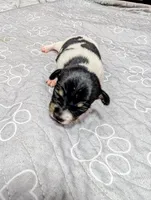 Donna - TRT, a female Rat Terrier for sale in Jerusalem, OH – 3 of 10