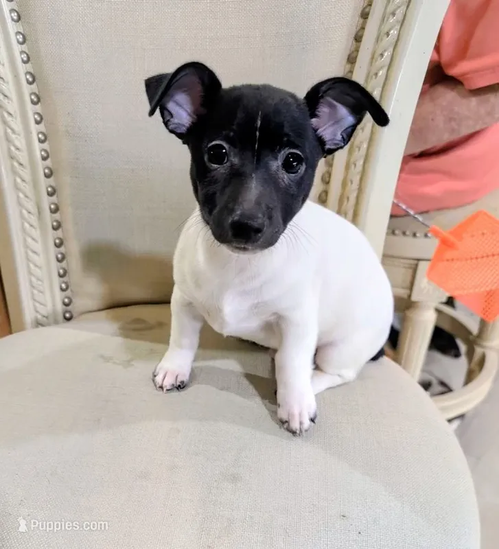 AKC - Les - TRT – Rat Terrier puppy for sale in Jerusalem, OH