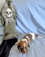 Animal , a male Miniature Dachshund for sale in Jerusalem, OH – 6 of 9