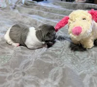 AKC - Bailey - TRT, a female Rat Terrier for sale in Jerusalem, OH – 7 of 10