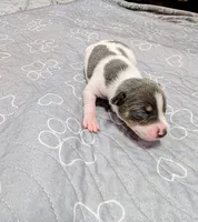 Jim, a male Rat Terrier for sale in Jerusalem, OH – 5 of 9