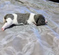 Bailey - TRT, a female Rat Terrier for sale in Jerusalem, OH – 4 of 8