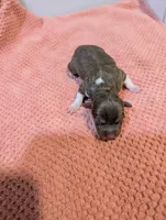 Jason - Mini Rat , a male Rat Terrier for sale in Jerusalem, OH – 2 of 4