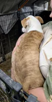 Erin, a female Siberian Husky and American Pit Bull Terrier for sale in Jerusalem, OH – 2 of 2