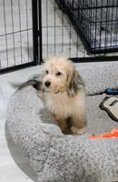 Steve, a male Chinese Crested and Miniature Dachshund for sale in Jerusalem, OH – 2 of 5