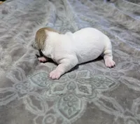AKC - Johnny - TRT, a male Rat Terrier for sale in Jerusalem, OH – 7 of 8