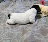 AKC - Les - TRT, a male Rat Terrier for sale in Jerusalem, OH – 6 of 9