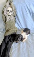 Beaker, a male Miniature Dachshund for sale in Jerusalem, OH – 5 of 9