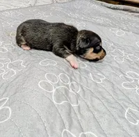 Alex, a male Rat Terrier for sale in Jerusalem, OH – 2 of 10