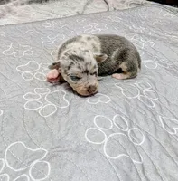 Tony, a male Rat Terrier for sale in Jerusalem, OH – 3 of 10