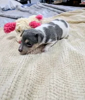 Freddy - Mini Rat , a male Rat Terrier for sale in Jerusalem, OH – 4 of 10