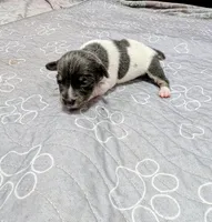 Rachel - TRT , a female Rat Terrier for sale in Jerusalem, OH – 2 of 10