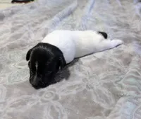 AKC - Les - TRT, a male Rat Terrier for sale in Jerusalem, OH – 1 of 9