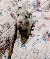 ABBY, a female Rat Terrier for sale in Jerusalem, OH – 3 of 7