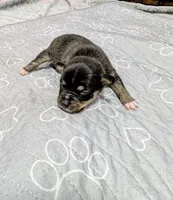 Elaine , a female Rat Terrier for sale in Jerusalem, OH – 5 of 8