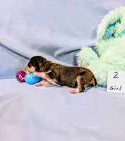 Selma , a female Rat Terrier for sale in Jerusalem, OH – Photo 10 of 10