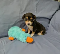 Selma , a female Rat Terrier for sale in Jerusalem, OH – Photo 5 of 10