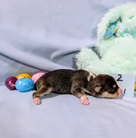 Selma , a female Rat Terrier for sale in Jerusalem, OH – Photo 9 of 10