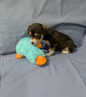 Selma , a female Rat Terrier for sale in Jerusalem, OH – Photo 8 of 10