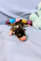 Selma , a female Rat Terrier for sale in Jerusalem, OH – Photo 1 of 10