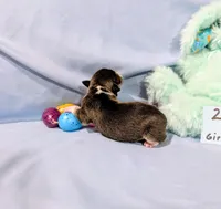 Selma , a female Rat Terrier for sale in Jerusalem, OH – Photo 4 of 10