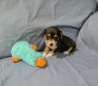 Selma , a female Rat Terrier for sale in Jerusalem, OH – Photo 6 of 10