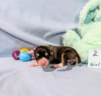 Selma , a female Rat Terrier for sale in Jerusalem, OH – Photo 6 of 10