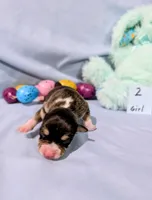 Selma , a female Rat Terrier for sale in Jerusalem, OH – Photo 3 of 10