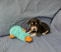 Selma , a female Rat Terrier for sale in Jerusalem, OH – Photo 4 of 10