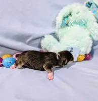 Selma , a female Rat Terrier for sale in Jerusalem, OH – Photo 8 of 10