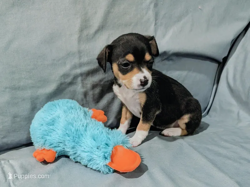 Selma  – Rat Terrier puppy for sale in Jerusalem, OH