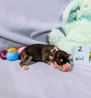 Selma , a female Rat Terrier for sale in Jerusalem, OH – Photo 7 of 10