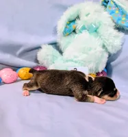 Selma , a female Rat Terrier for sale in Jerusalem, OH – Photo 2 of 10