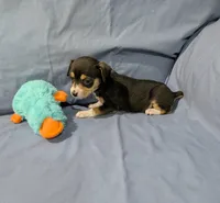Selma , a female Rat Terrier for sale in Jerusalem, OH – Photo 3 of 10
