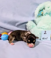 Selma , a female Rat Terrier for sale in Jerusalem, OH – Photo 5 of 10