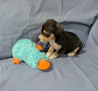 Selma , a female Rat Terrier for sale in Jerusalem, OH – Photo 10 of 10