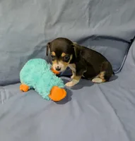 Selma , a female Rat Terrier for sale in Jerusalem, OH – Photo 9 of 10