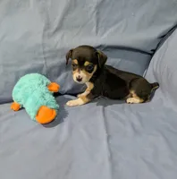 Selma , a female Rat Terrier for sale in Jerusalem, OH – Photo 2 of 10