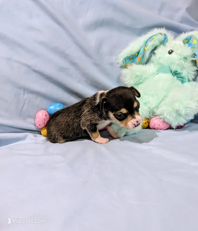 Selma  – Rat Terrier puppy for sale in Jerusalem, OH