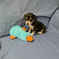 Selma , a female Rat Terrier for sale in Jerusalem, OH – Photo 7 of 10