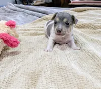 Freddy - Mini Rat , a male Rat Terrier for sale in Jerusalem, OH – 2 of 10