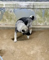 AKC - BLUE, a female Norwegian Elkhound for sale in Jerusalem, OH – 3 of 4