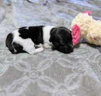 AKC - Venus - TRT, a male Rat Terrier for sale in Jerusalem, OH – 3 of 10