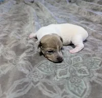 AKC - Johnny - TRT, a male Rat Terrier for sale in Jerusalem, OH – 8 of 8