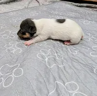 Jessica - TRT , a female Rat Terrier for sale in Jerusalem, OH – 8 of 10