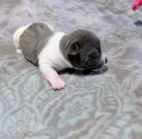 AKC - Bailey - TRT, a female Rat Terrier for sale in Jerusalem, OH – 10 of 10