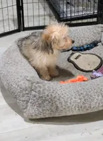 Steve, a male Chinese Crested and Miniature Dachshund for sale in Jerusalem, OH – 4 of 5